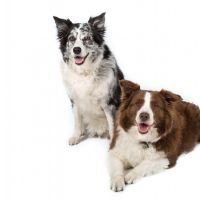 Hondenoppas werk Enkhuizen: baasje van Floor en Nouska 