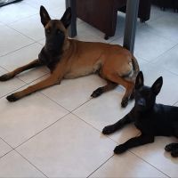 Hondenoppas werk Ede: baasje van WENKE en Skadi