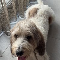 Hondenoppas werk Schiedam: baasje van Bobby