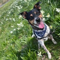 Hondenoppas werk Amersfoort: baasje van Molly 