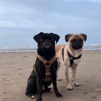 Hondenoppas werk Soesterberg: baasje van Pip en Dex