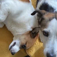 Hondenoppas werk Veenendaal: baasje van Lucky en Saar