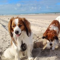 Hondenoppas werk Utrecht: baasje van Dex en Puck