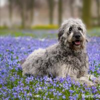 Hondenoppas werk Breda: baasje van Charlie