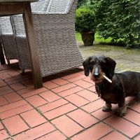 Hondenoppas werk Eemnes: baasje van Tess