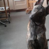 Hondenoppas werk Rotterdam: baasje van Vita