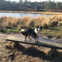 Hondenoppas Beuningen (Gelderland): Ynske