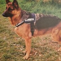 Hondenoppas werk Gouda: baasje van Vanisca