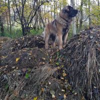 Hondenoppas werk Bussum: baasje van Teuntje