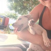 Hondenoppas Den Haag: Kiyomi