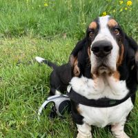 Hondenoppas werk Vlaardingen: baasje van Monty