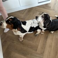 Hondenoppas werk Capelle aan den IJssel: baasje van Monty 13,5 jaar, Bram 4,5 jaar
