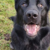 Hondenoppas werk Ede: baasje van Kenzo