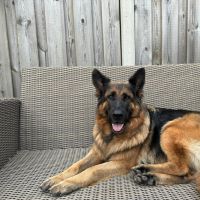 Hondenoppas werk Almere: baasje van Eris