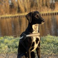 Hondenoppas werk Haren (Groningen): baasje van Sare