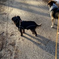 Hondenoppas werk Malden: baasje van Jaap en Tara
