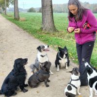 Hondenopvang Capelle aan den IJssel: Petra