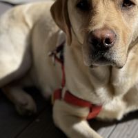 Hondenoppas werk Assen: baasje van Harvey