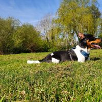 Hondenoppas werk Zwolle: baasje van Mylo