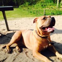 Hondenoppas werk Alkmaar: baasje van Faya