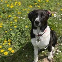 Hondenoppas werk Amersfoort: baasje van Lucky