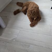 Hondenoppas Swalmen: Noortje