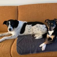 Hondenoppas werk Hoensbroek: baasje van Lara en Toby