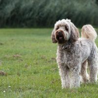Hondenoppas adres Berkel en Rodenrijs: Jip