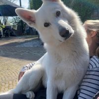 Hondenoppas werk Den Haag: baasje van Milo