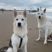 Hondenoppas werk Den Haag: baasje van Milo en Moos